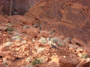 Valley of Fire - Nevada