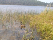 in the weeds