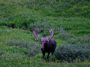 Medicine Bow National Forest