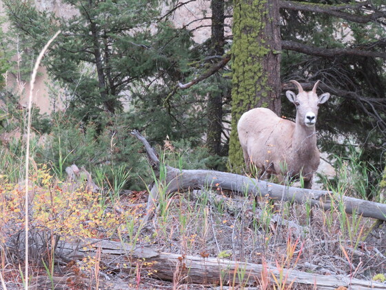 Yellowstone National Park