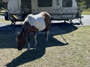 Assateague National Seashore Maryland