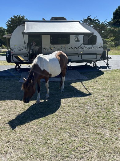 Assateague National Seashore Maryland