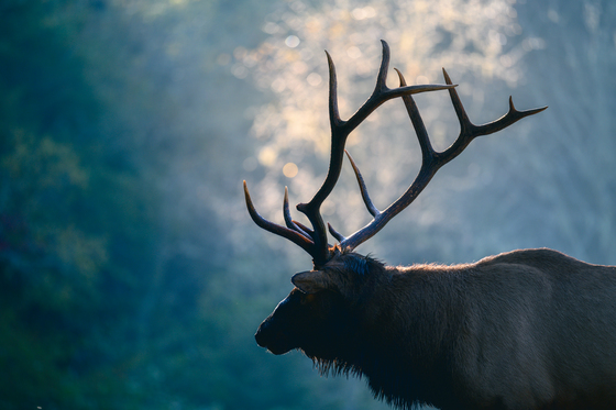 Great Smoky Mountains National Park
