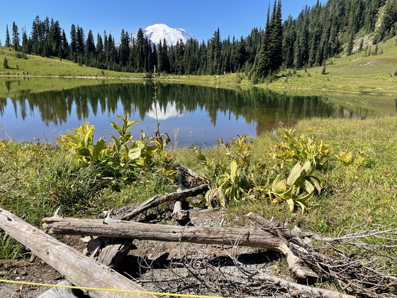 Mount Rainier- Tipsoo Lake