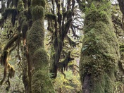 Olympic National Park