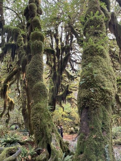 Olympic National Park