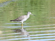 Greater Yellowlegs