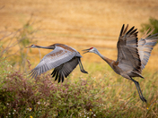 Sandhill Crane family 