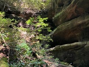 Daniel Boone National Forest 