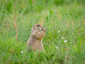 Rocky Mountain Arsenal National Wildlife Refuge