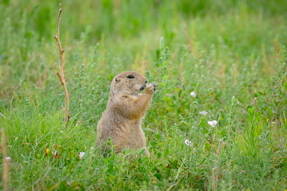 Rocky Mountain Arsenal National Wildlife Refuge