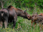 Rocky Mountain National Park