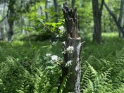Shenandoah National Park
