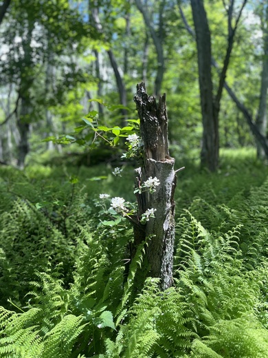 Shenandoah National Park