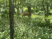 Shenandoah National Park