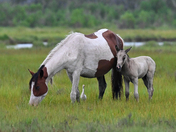 Assateague Island National Seashore