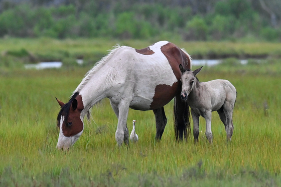 Assateague Island National Seashore