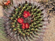 Saguaro National Park 