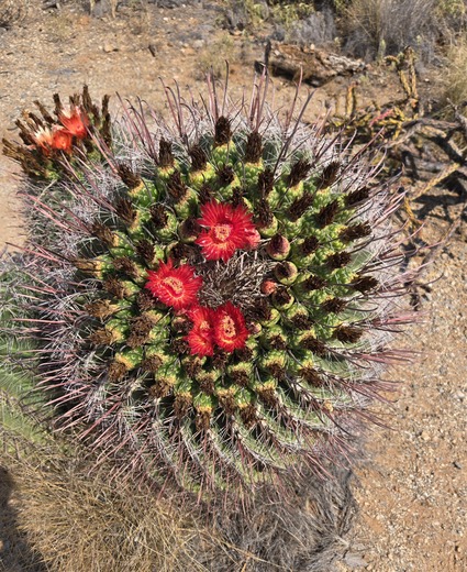 Saguaro National Park 