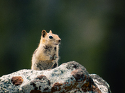 El Dorado National Forest