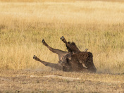 Badlands National Park