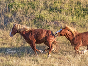Theodore Roosevelt National Park