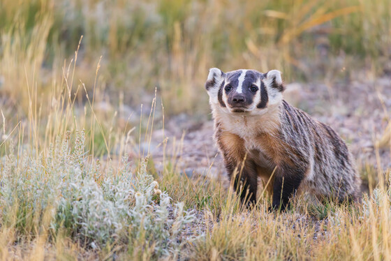 Arapaho national wildlife refuge 