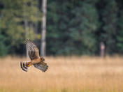 Northern Harrier during the golden hour....
