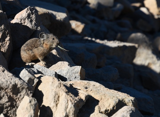Lassen Volcanic National Park