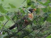 Superior National Forest