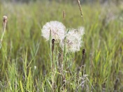 Glacier National Park