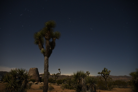 Joshua Tree National Park