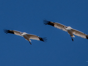 Whooping Cranes in the Wild