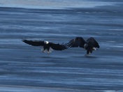Minnesota Valley National Wildlife Refuge