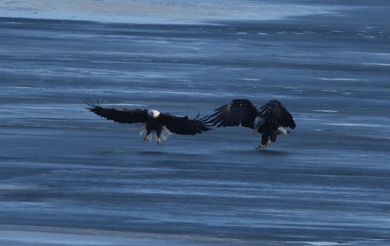 Minnesota Valley National Wildlife Refuge