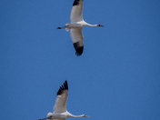 Whooping Crane Migration 2024