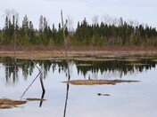 Superior National Forest