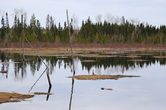 Superior National Forest