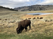 Yellowstone National Park
