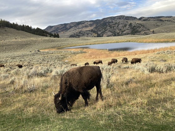 Yellowstone National Park