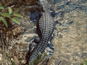 Big Cypress National Reserve
