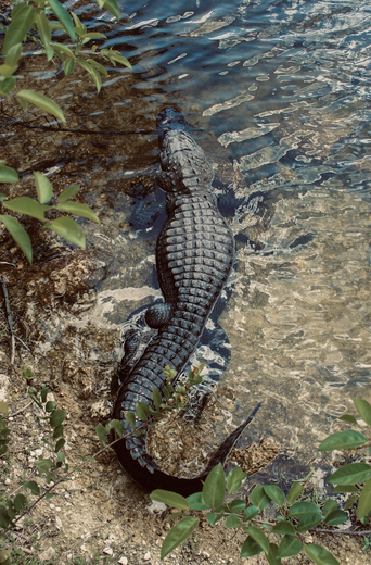 Big Cypress National Reserve