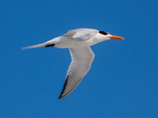 Cape Hatteras National Seashore