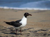 Cape Hatteras National Seashore
