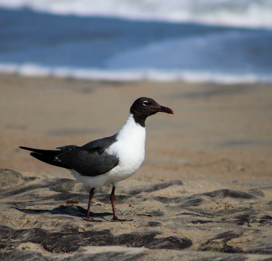 Cape Hatteras National Seashore
