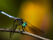 Kenilworth Park and Aquatic Gardens