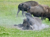 Yellowstone National Park