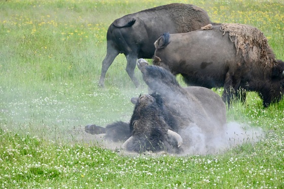 Yellowstone National Park