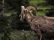 Glacier National Park