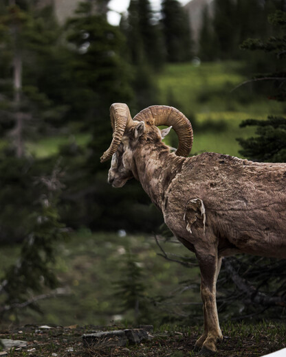 Glacier National Park